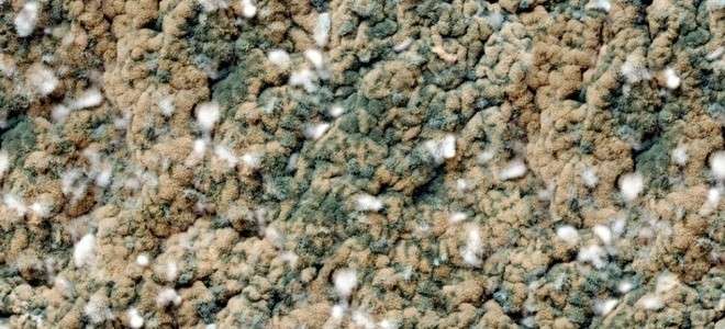 Mold Spores On Carpet