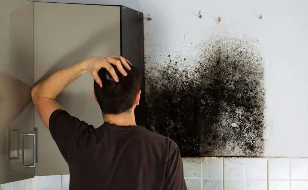 Choosing The Best Mold Remover