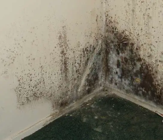 Black Mold In House