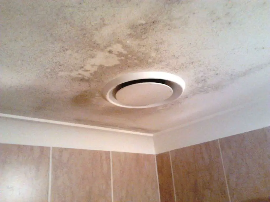 Mold In Your House Can Be Dangerous
