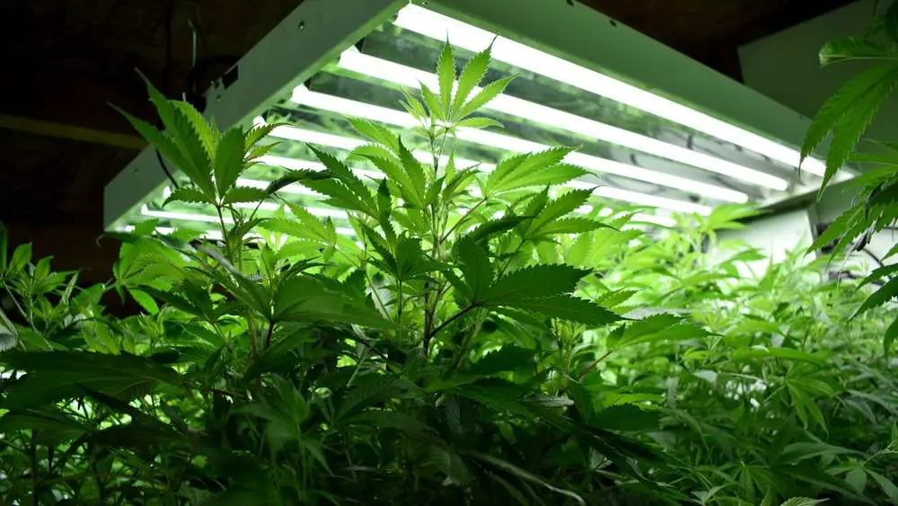 Growing Marijuana and Cannabis Bud on Plants, indoors