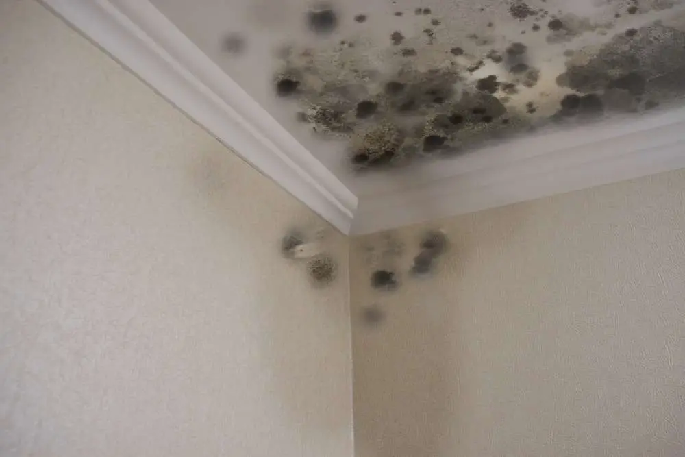 Black mold on ceiling wall