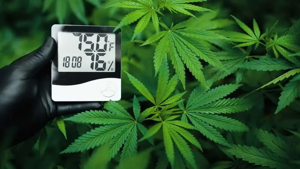 Thermometer and hygrometer in hand shows the temperature and humidity next to the cannabis or hemp plant. The humidity indicator is indicated on the hygrometer of the device