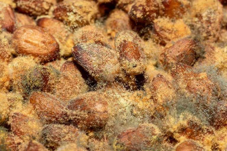 How to Remove Mold From Pecans (and Other Nuts)