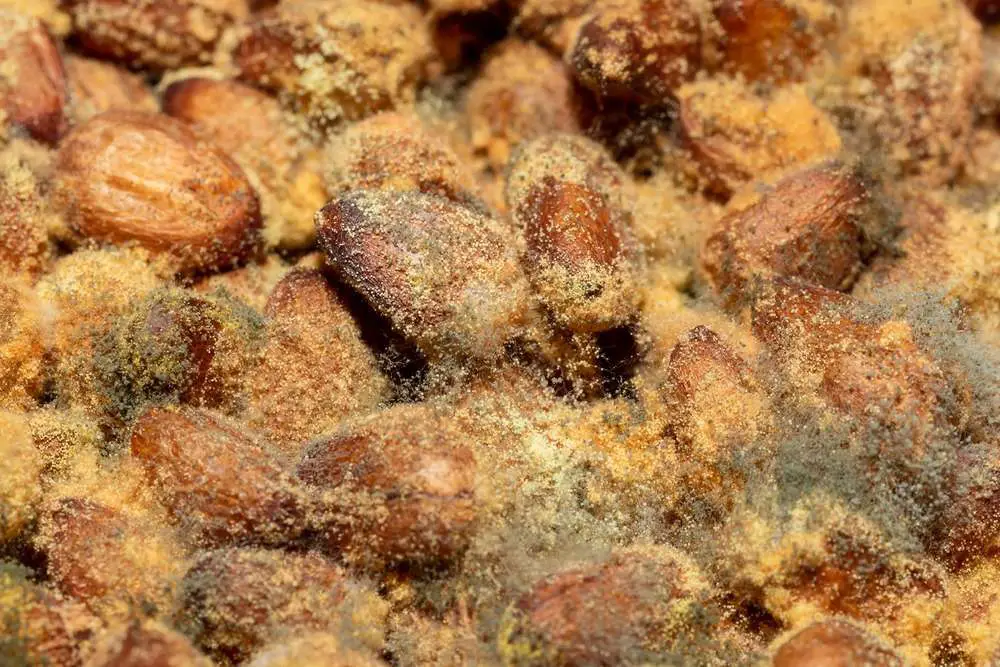 The background is mold on pine nuts, bacteria have grown from different plant spores into round balls with thin patina bridges. Inedible product, microbiology harmful to humans.