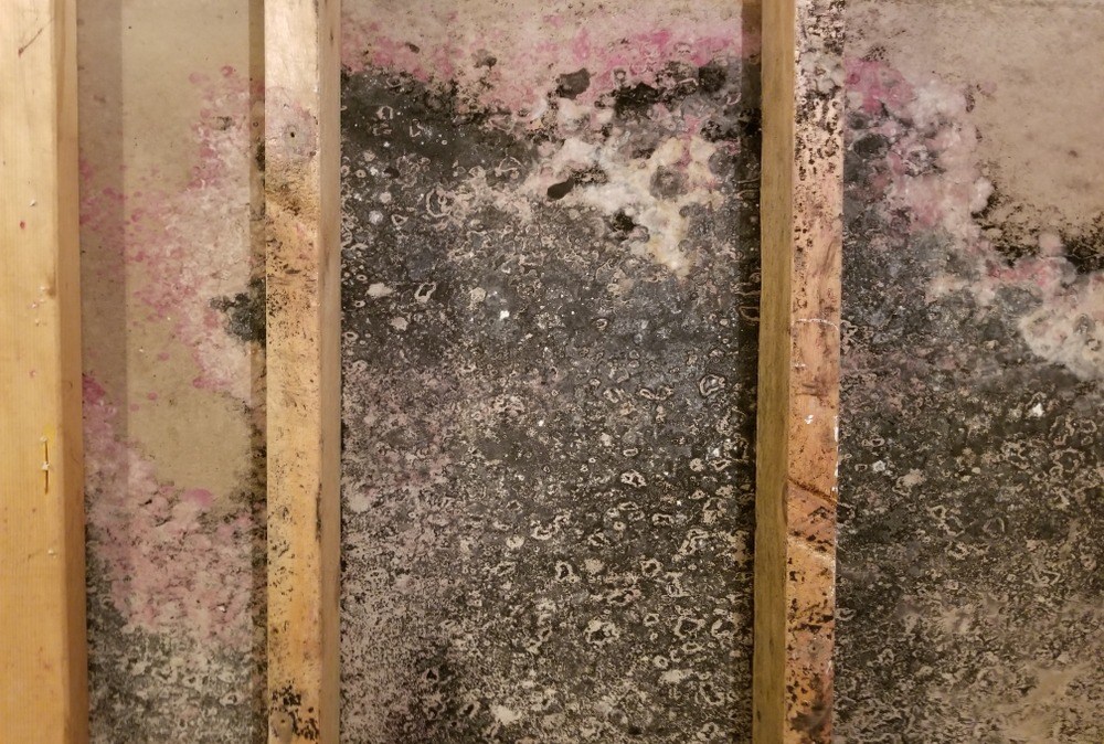 A picture of mold growth on wood.