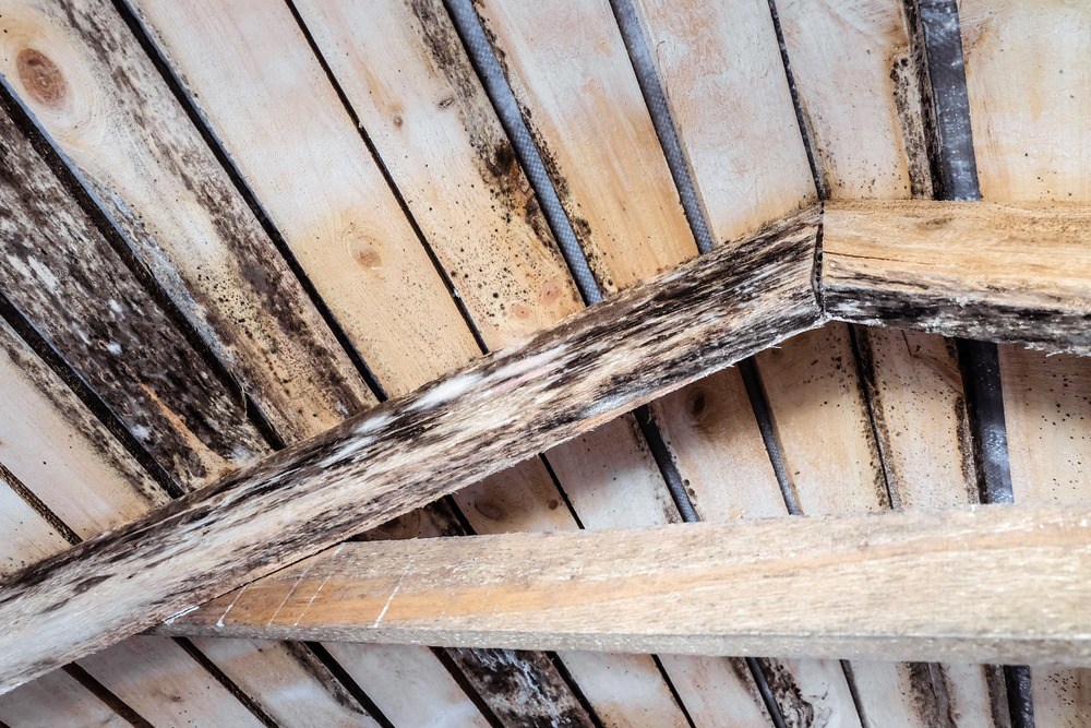 Image showing mold growth on wood rafters and ceiling.